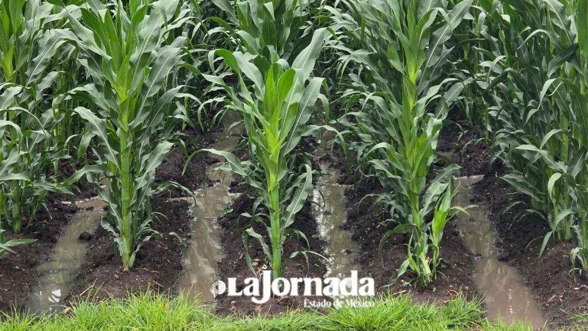 En Edomex el 30 por ciento de los núcleos agrarios certificados corresponde a campesinas