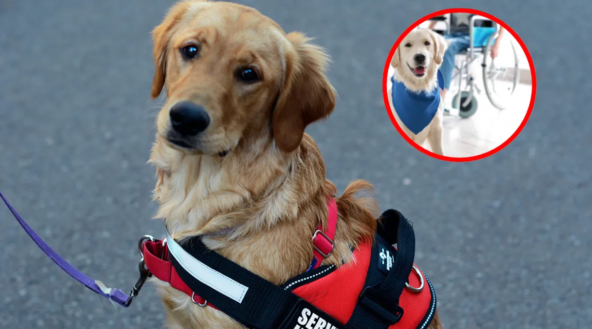 Animales guías de servicio, apoyo emocional y mascotas serán bienvenidos en PJEM