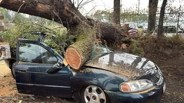 Árbol cae sobre un auto en Metepec y deja dos lesionados
