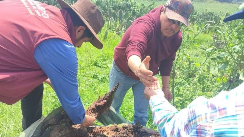 Plaga del picudo en Ixtapaluca va a la baja: SeCampo