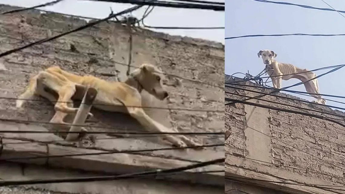 Asociación Civil habla sobre el rescate a perrito que colgaba de un segundo piso