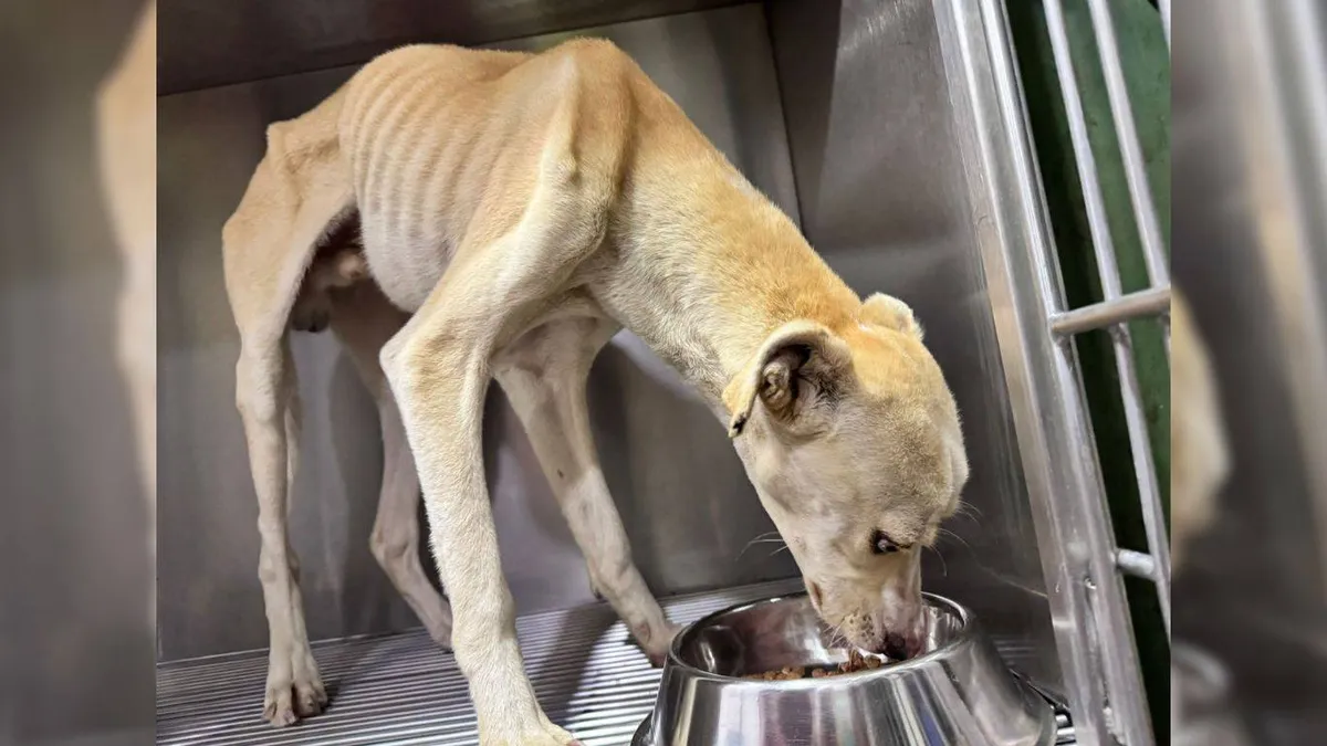 Asociación Civil habla sobre el rescate a perrito que colgaba de un segundo piso