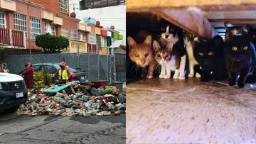 Tecámac: Rescatan a abuelitos y más de 90 gatos hacinados en una vivienda