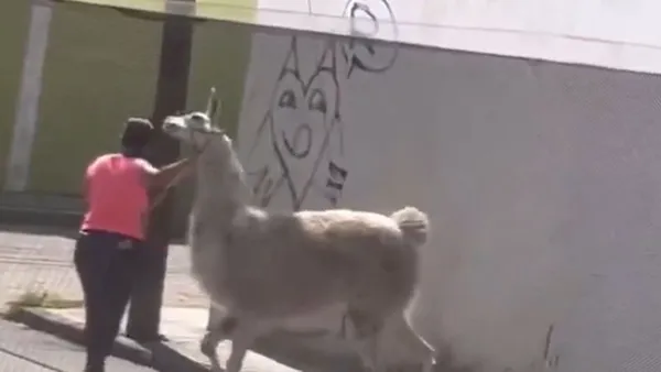 En el video, de apenas 14 segundos y difundido en redes sociales, se observa a la mujer conduciendo al animal con una correa sujeta a su collar.