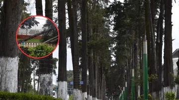 Toluca derribará 23 árboles muertos en Paseo Colón por riesgo de lluvias