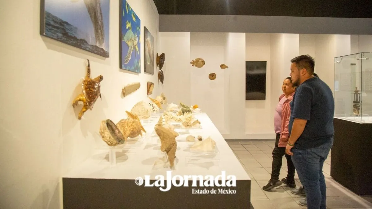 Edomex: Incrementan más del 30% visitas al Museo de Antropología e Historia