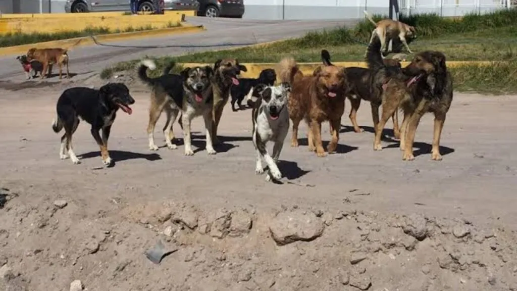 Crisis de perros callejeros en Edomex obliga a municipios a invertir en vacunas y esterilizaciones