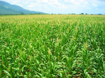 Pierde Edomex más de 50 mil hectáreas de superficie agrícola en últimos años
