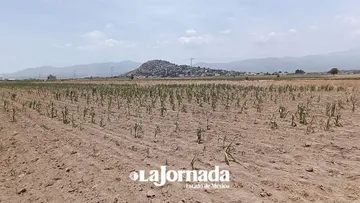 Edomex: Sequía dejará afectación en hectáreas de maíz, exploran gestión de créditos