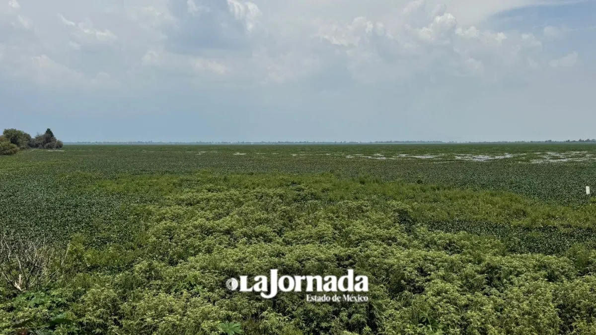 Lirio limita agua disponible en Edomex: Especialistas