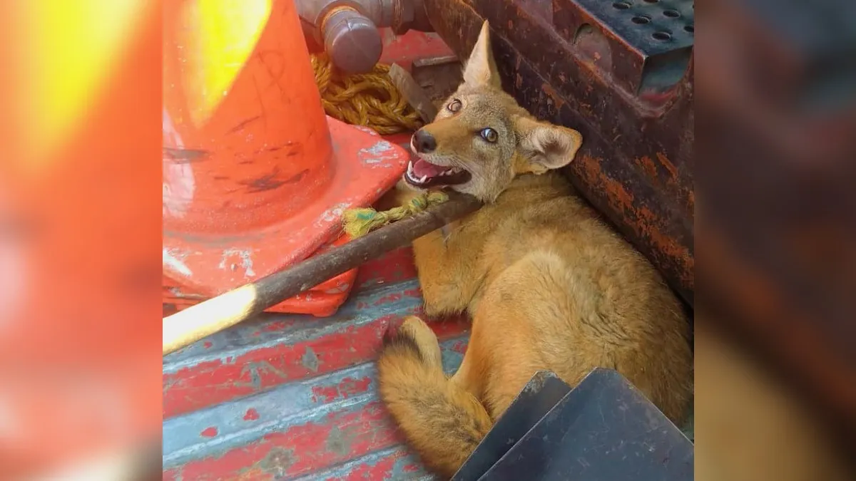 Coyote rescatado en Capultitlán por Bomberos de Toluca, creían que era un perro