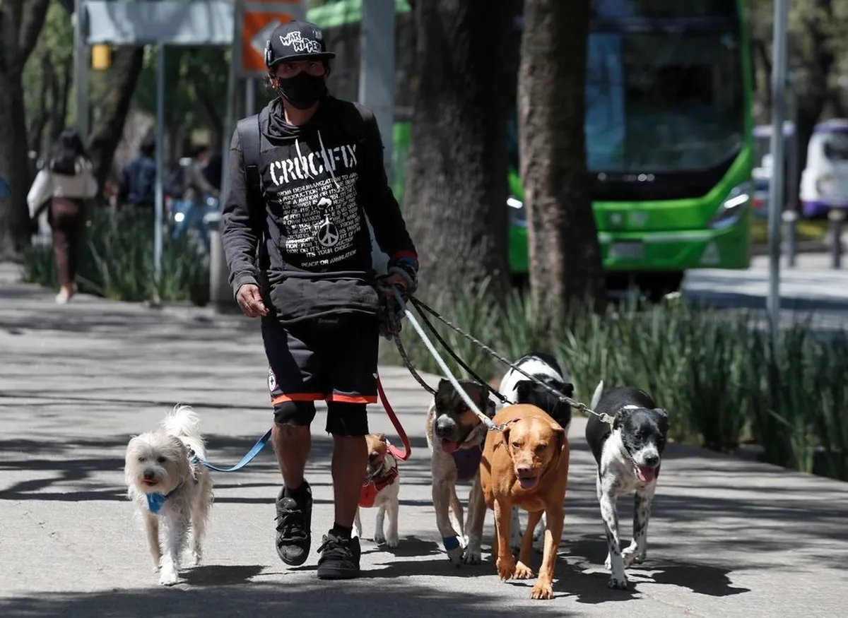Fiscalía de CDMX creará agencia de investigación del maltrato animal