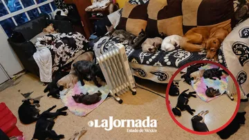 Abandono y maltrato extremo animal prevalece en Chalco