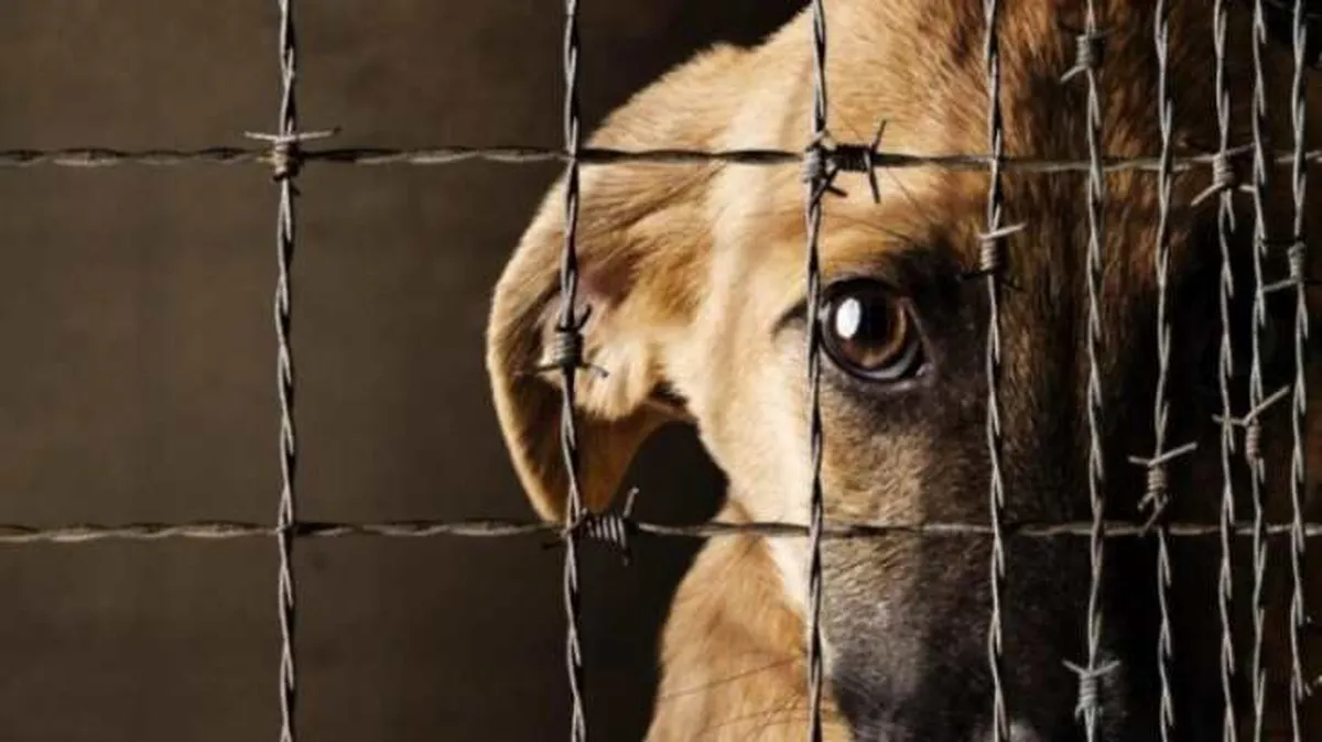 Edomex: Darán hasta 6 años de prisión por maltrato animal