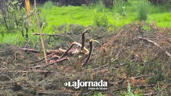 Tala ilegal incrementa en el Edomex