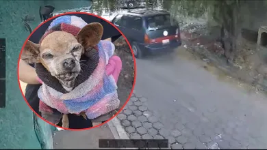 Vecinos de la zona, al percatarse de la situación, resguardaron al animal para ponerla a salvo.