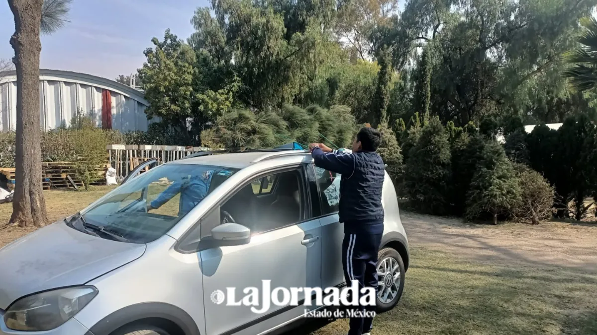 Ecatepec prevé generar 120 toneladas de composta con reciclaje de árboles de Navidad