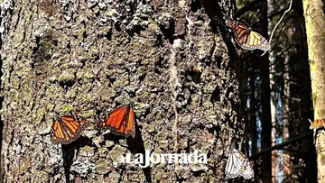 Plan Nacional para la Conservación de la Mariposa Monarca es renovado
