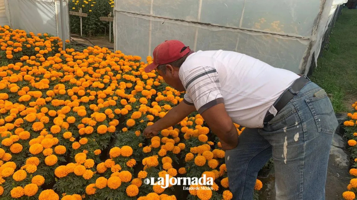 Cempasúchil chino inunda Edomex