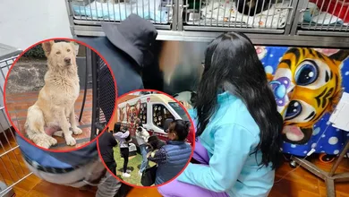 De perrita callejera a historia de rescate, así salvaron a “Mantequilla” en la UAEMéx.