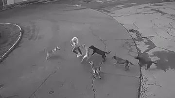 Ataque de perros en Ixtapaluca se pudo prevenir: vecinos