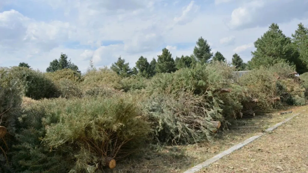 Centros de reciclaje de árboles de Navidad de la Secretaría del Medio Ambiente del Edoméx