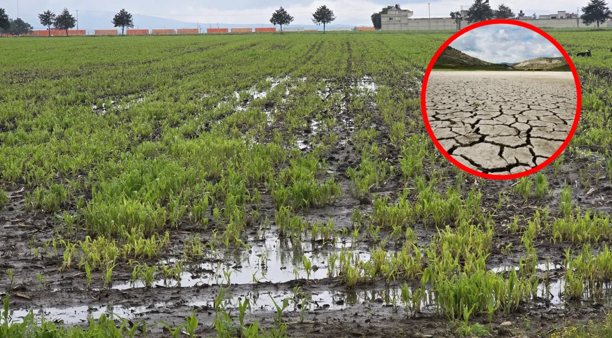 Producción de maíz se recuperará con lluvias tras cinco años de sequía