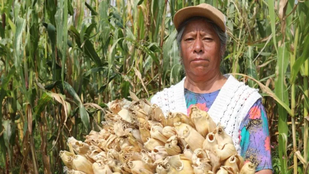 Edomex destina apoyo de más de 278 mdp a productores de maíz