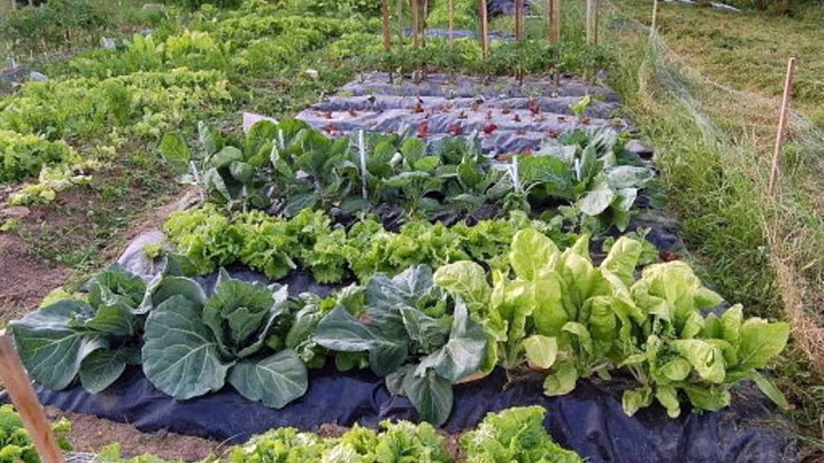 Huertos de temporal potencian la producción agrícola en Edomex