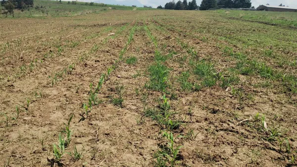 Cambio climático ha retrasado ciclo agrícola: especialista