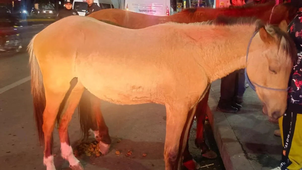 Caballos escapan y deambulan en Ecatepec