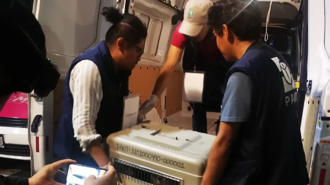 Rituales de santería, una tradición en México con dolor animal