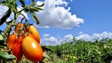 Campo mexiquense ha modificado cultivos en los últimos años