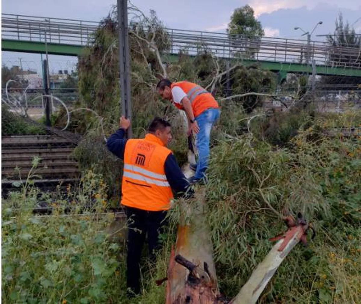 Cae árbol sobre las vías de la Línea B del Metro
