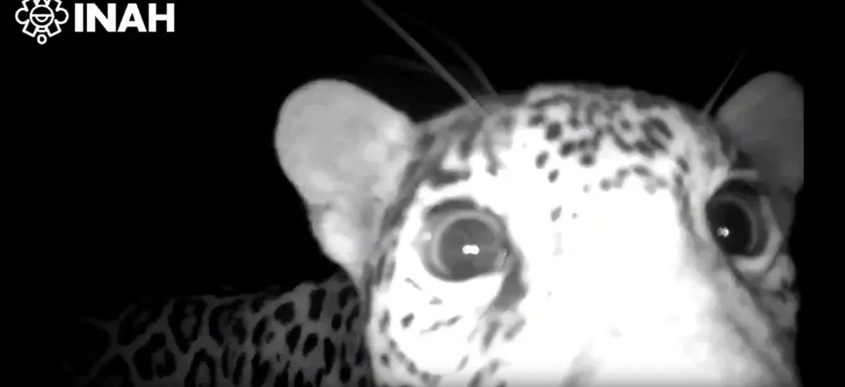 [VIDEO] Reaparecen jaguares en Chichén Itzá