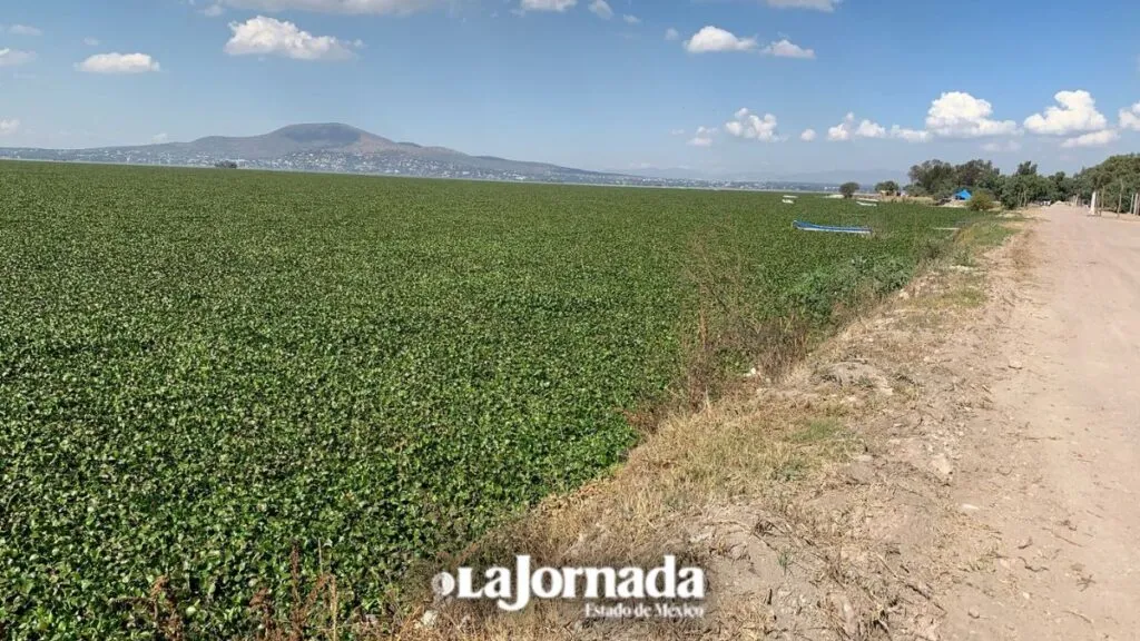 Lirio se expande por más de 900 hectáreas de la Laguna de Zumpango