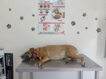 Hombre que baleó con un rifle de balines a perrito fue vinculado a proceso