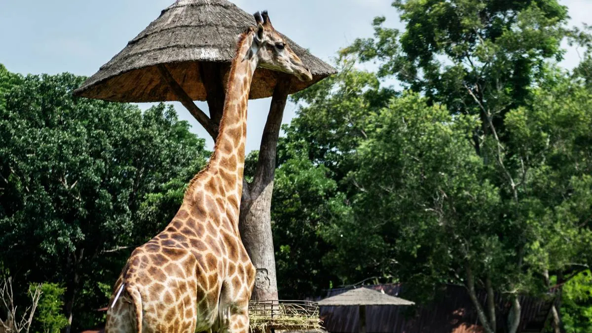 Estas son las razones por las que acusan al ex director de zoológico de Chilpancingo