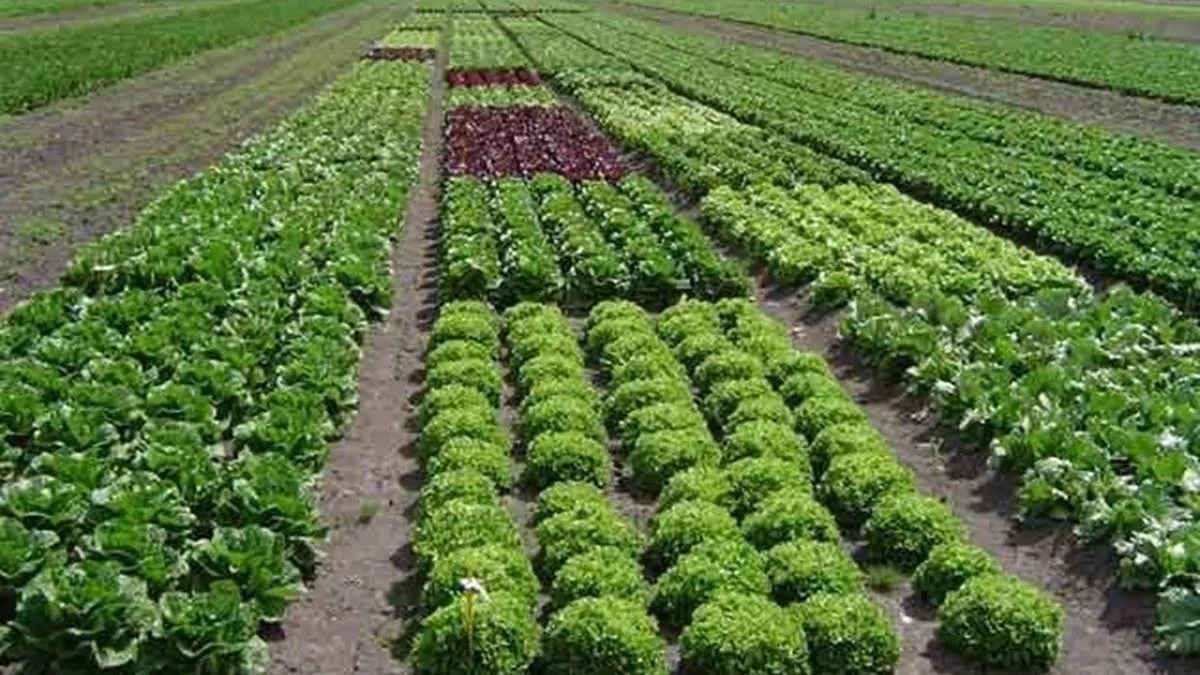 Crece 25% agricultura orgánica en el Estado de México
