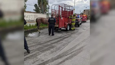 Rescatan a yegua que colapsó al jalar carreta con basura en Tultitlán.