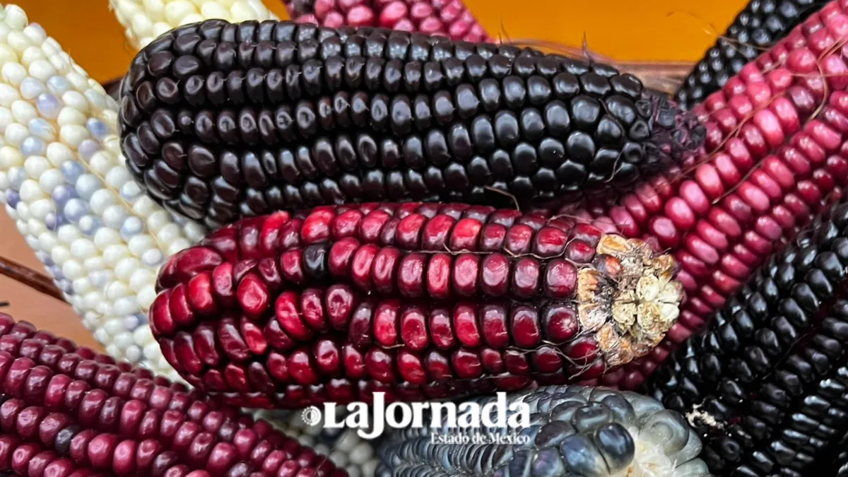 Edomex reintroducirá maíz nativo a partir de 833 variedades que resisten cualquier clima