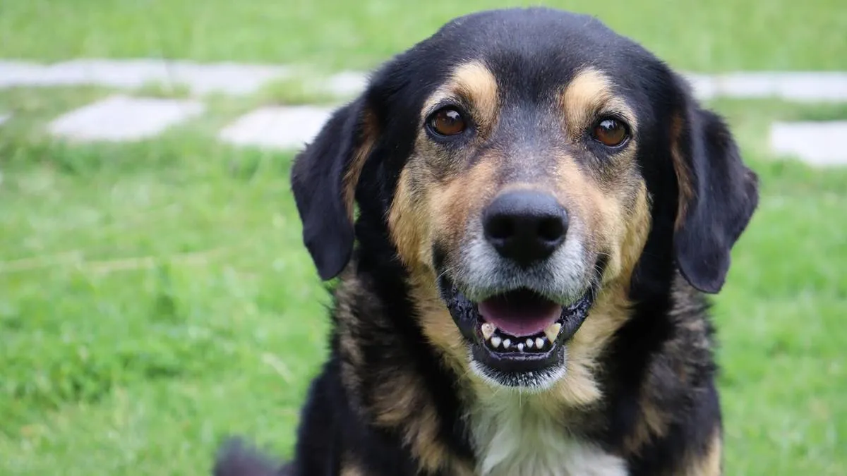 “Lucas” el perrito tiene un nuevo hogar