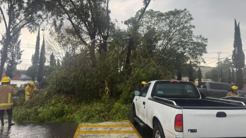 Tormenta derriba ocho árboles en Acolman