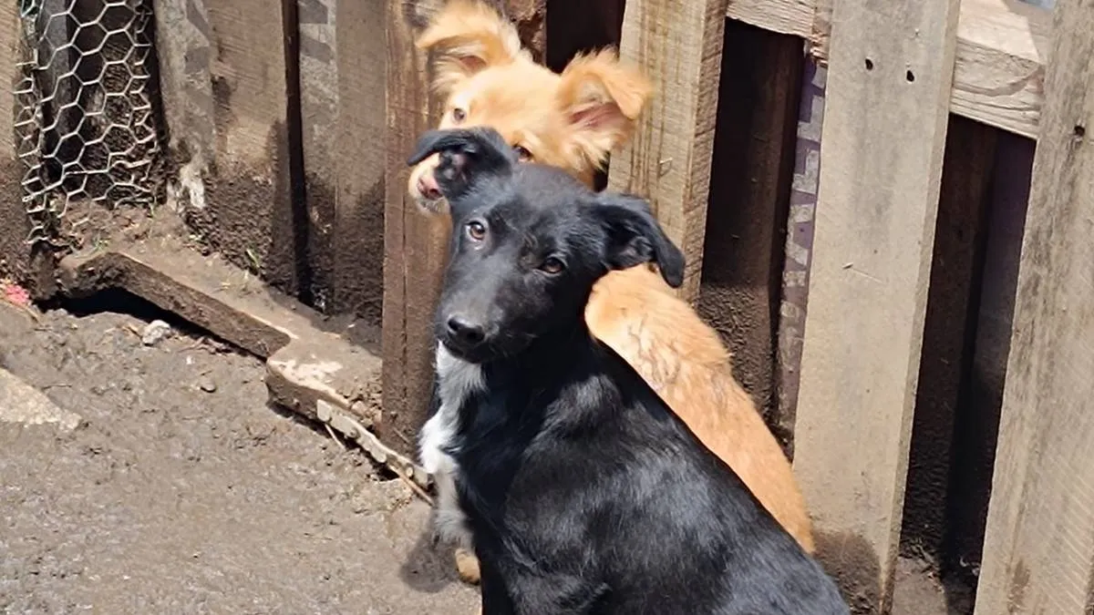 Cepanaf y ayuntamiento apoyan a albergue canino de Amecameca
