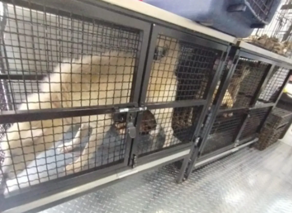 Ecatepec: Autoridades rescatan a decenas de animales víctimas de maltrato