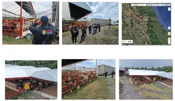 Recuperan en Otumba 35 cabezas de ganado robadas en Veracruz con rastreo satelital