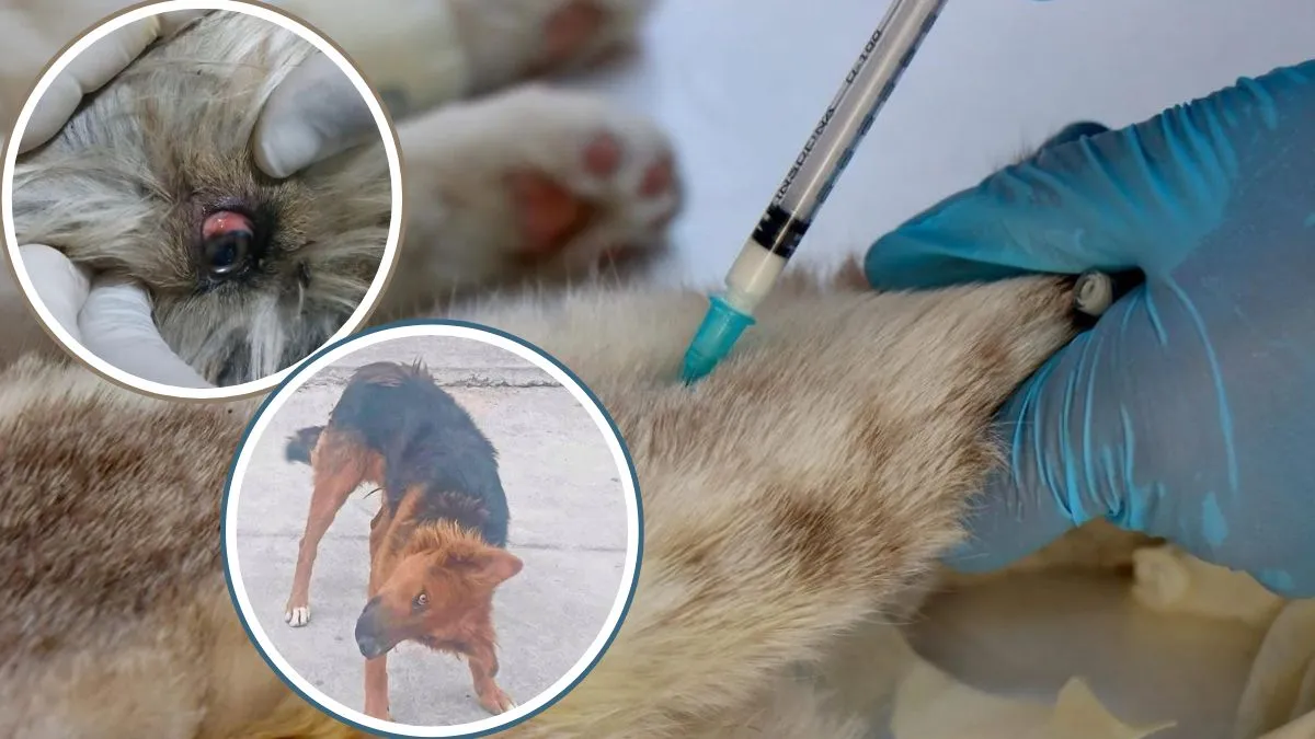 NIEGAN ENVENENAMIENTO MASIVO DE PERROS Y REDADAS EN CHIMALHUACÁN