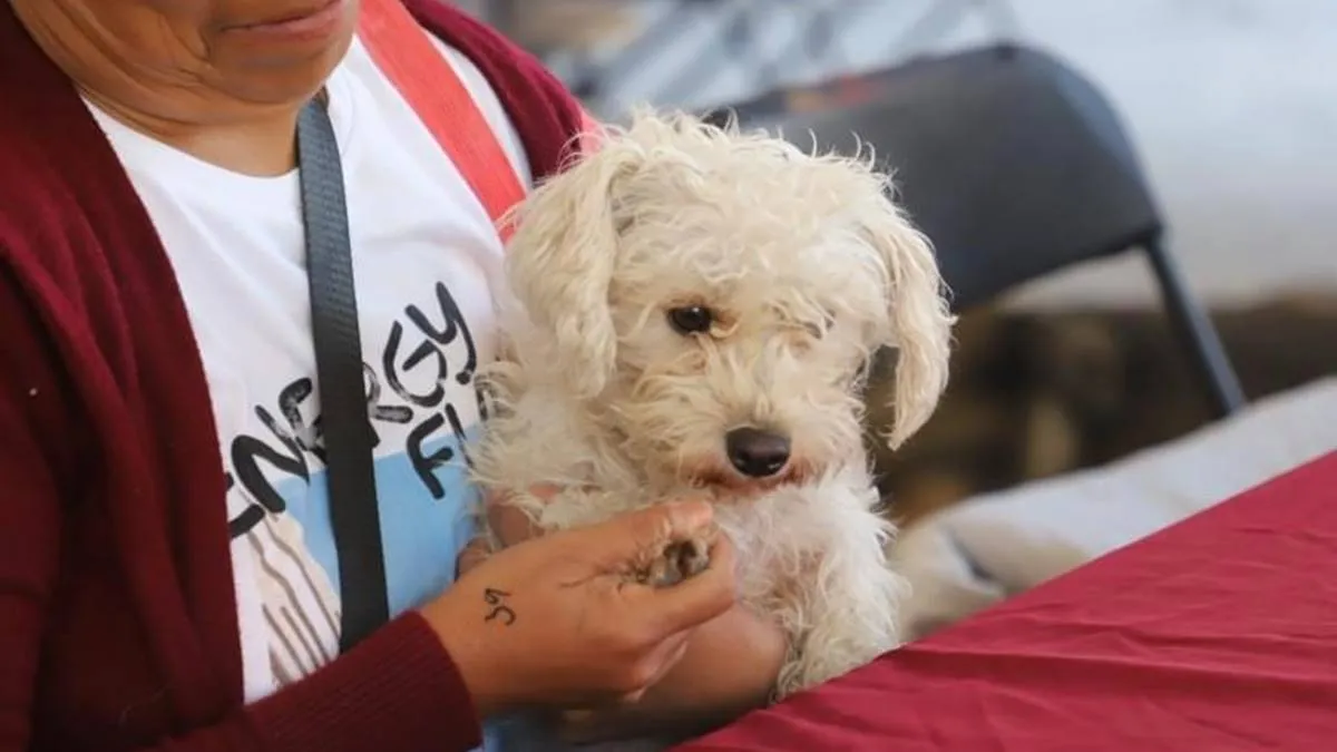 Edomex: Responden municipios a la iniciativa para controlar población canina