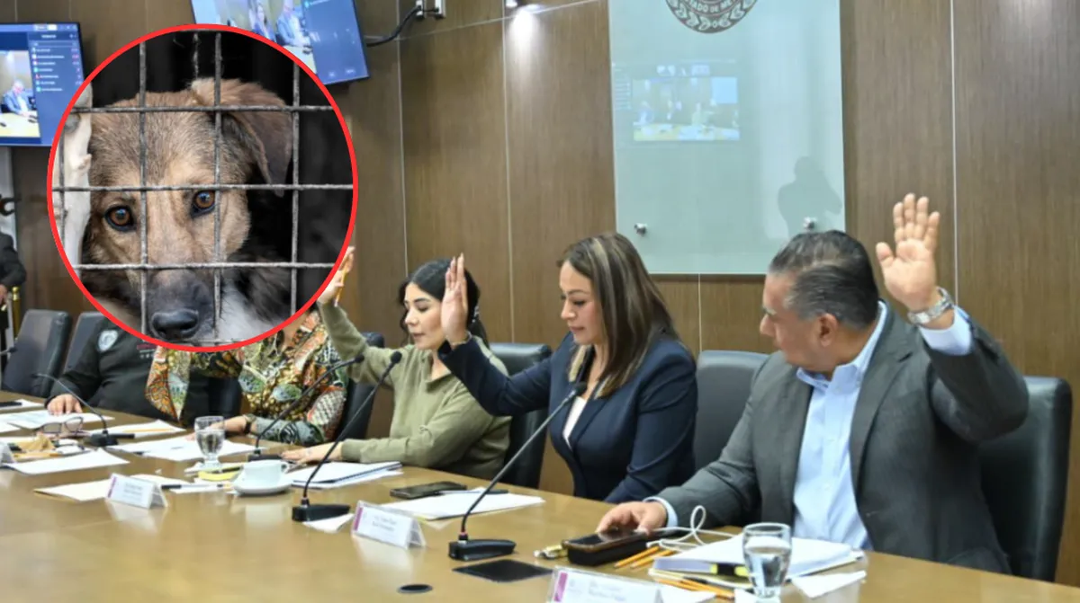 Edomex tendrá Ley de Bienestar Animal: Crearán registro de agresores y mascotas