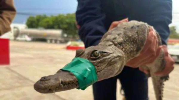 Municipios del Edomex refuerzan coordinación para proteger fauna silvestre en zonas urbanas